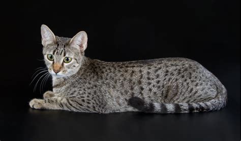 Egyptian Mau Breed Facts And Information Petcoach