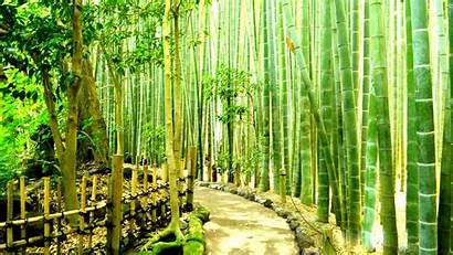 Bamboo Forest Desktop Japan Pixelstalk