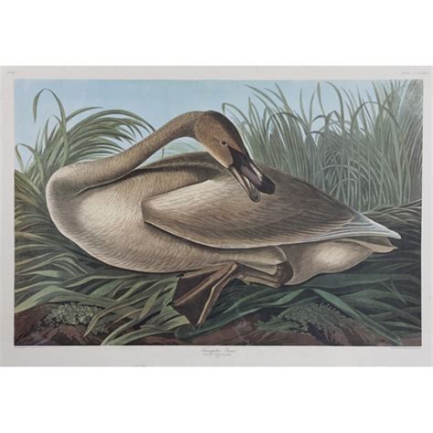 John James Audubon Trumpeter Swan Mutualart