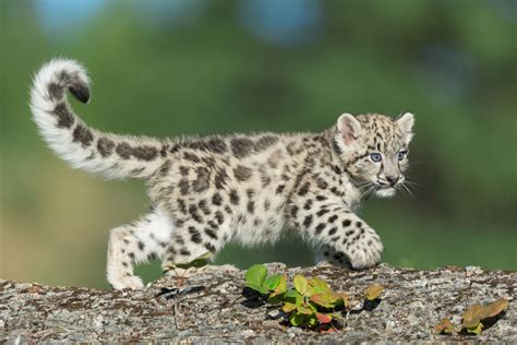Los Esfuerzos De Conservación Del Leopardo De Las Nieves My Animals