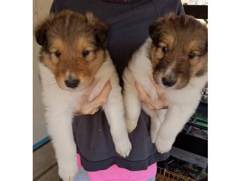 Akc's rough collie puppies for sale in Montgomery, Alabama - Puppies for Sale Near Me