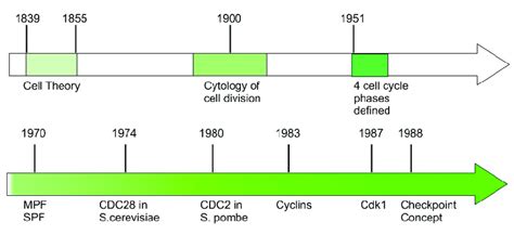 Timeline Of Major Discoveries In The Early Cell Cycle Research