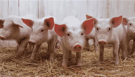 5 Consejos Sobre El Cuidado De La Cría De Los Cerdos Para La Producción