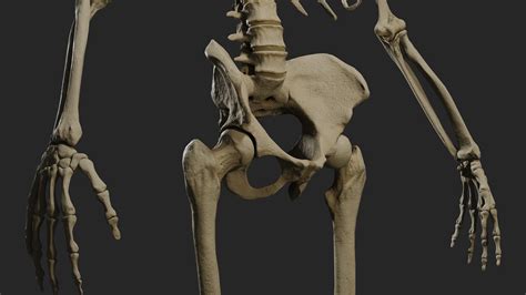 Artstation Pbr Human Male Skeleton Resources