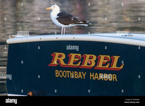 A Seagull Defiantly Perched Upon The Stern Of A Lobster Boat Named