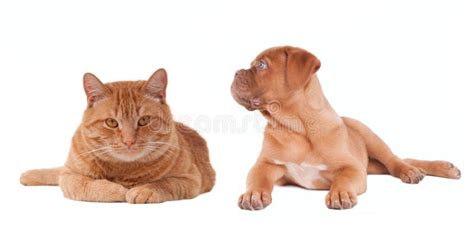 Puppy And Kitten Lying Next To Each Other Stock Image Image Of Infant