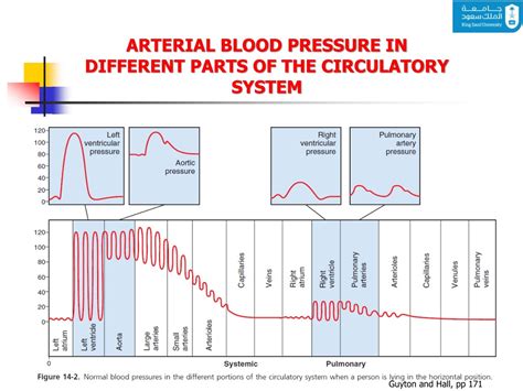 Ppt Arterial Blood Pressure Powerpoint Presentation Free Download