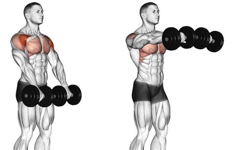 How To Train Big And Small Muscle Groups Everything You Need To Know Oompf Fitness