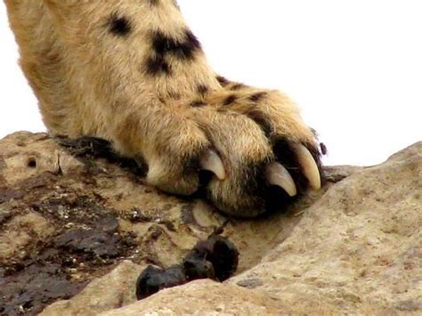 Cheetah Pawthe Nails Dont Retract Serval Pretty Animals Paws And