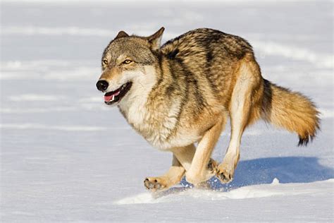 Wolf Running Stock Photos Pictures And Royalty Free Images Istock