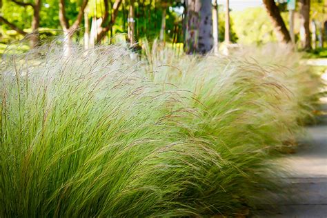 Mexican Feather Grass For Sale Online The Tree Center