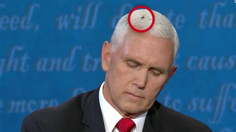 a fly starred in the viral moment of the debate between mike pence and kamala harris for this