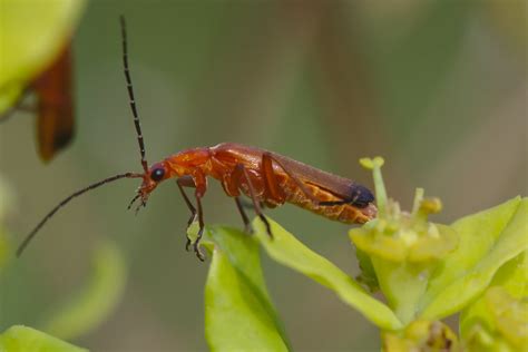 Common Red Soldier Beetle Rhagonycha Fulva Anders Lanzen Flickr
