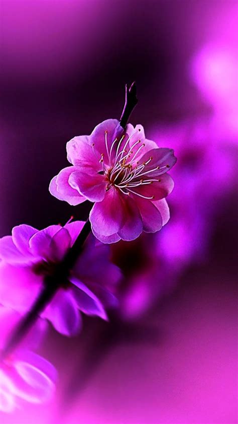 Flowers Violet Hd Wallpaper Android Iphone Spring