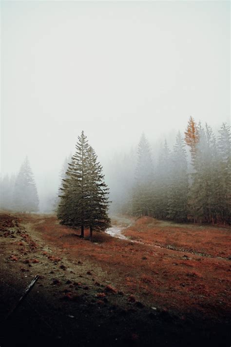 Get Foggy Trees Wallpaper Images