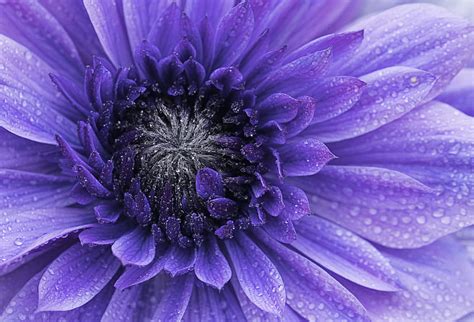 Violet Flower Bloom Macro Hd Wallpaper Pxfuel