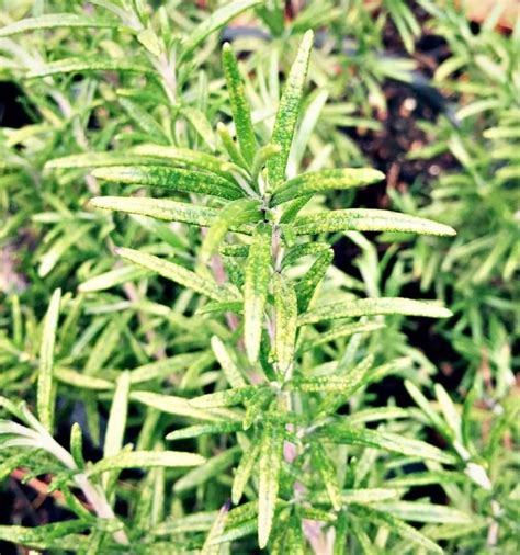 Rosemary Is A Plant That Everyone Should Have In Their Garden Because