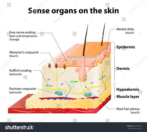 Sense Organs On Skin Skin Layers ภาพประกอบสต็อก 282447203 Shutterstock
