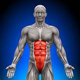 Core Muscles Rectus Abdominis Images