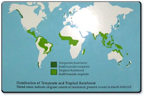 Rainforests typically receive over 2000mm of rain each year. 301 Moved Permanently
