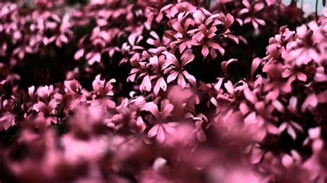 Top 999 Cute Pink Flower Wallpaper Full Hd 4k Free To Use