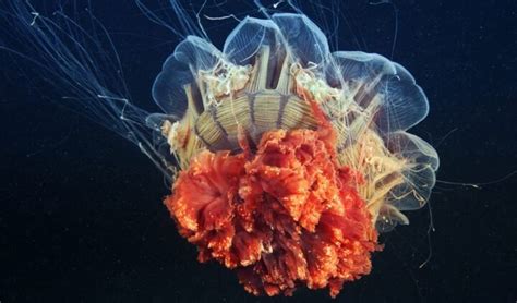 These Are The Most Venomous Jellyfish In The World Eski Gaste