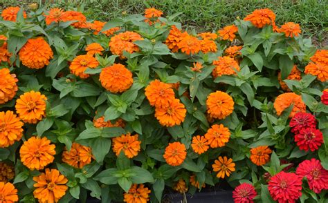 Get a head start on spring by planting in the fall. New and old fall zinnias named Texas Superstars | AgriLife ...