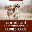 IMÁGENES DE AMISTAD ® 1001 fotos con frases para amigos