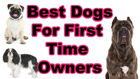 Top 10 Best Dog Breeds For First Time Owners Youtube