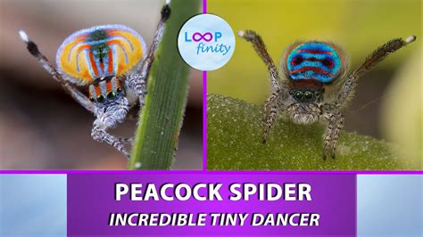 Peacock Spider Incredible Tiny Dancer Youtube