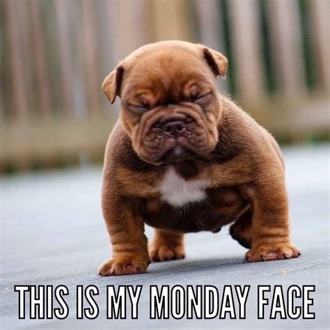Monday Face English Bulldog Puppy Puppied Pinterest