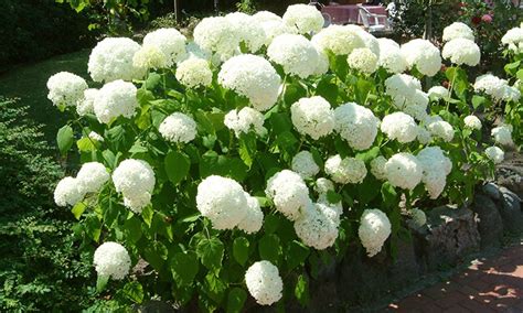 Hortensien sind in der botanischen fachsprache als hydrangea bekannt und eine wahre zierde im garten oder auf der terrasse. 3 weiße Schneeball-Hortensien | Groupon Goods