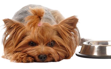 How often to feed, calorie needs and more. Best Dog Food For Yorkies - Tips and Reviews From Puppies ...