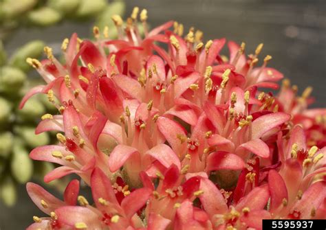 red crassula crassula perfoliata var minor crassula perfoliata var minor rosales