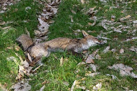 What To Do When You Find A Dead Animal In Your Yard Smoky Wildlife