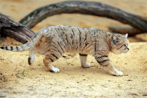 Sand Cat Cool Facts Pin On Cool Cat Facts We Did Not Find Results
