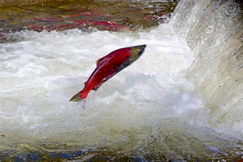 Adams River Sockeye Salmon Run Lacking Fish This Year Prince George