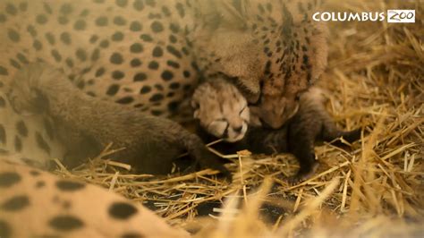 2 Cheetah Cubs Born At Columbus Zoo Are First Ever Ivf Birth For Species