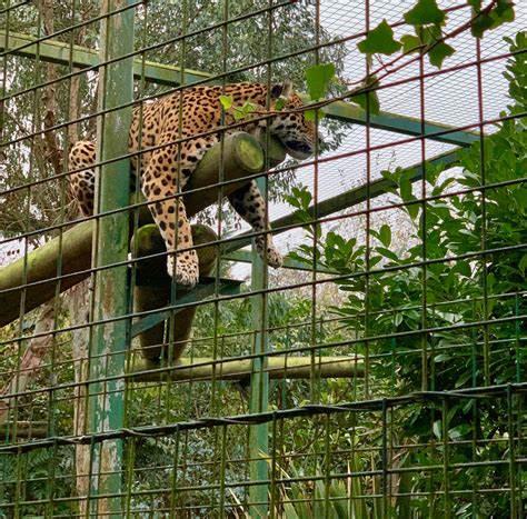 Our Review Of Paradise Wildlife Park In Broxbourne Hertfordshire