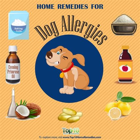 Allergies In Dogs Treatment With Natural Remedies Top 10 Home Remedies