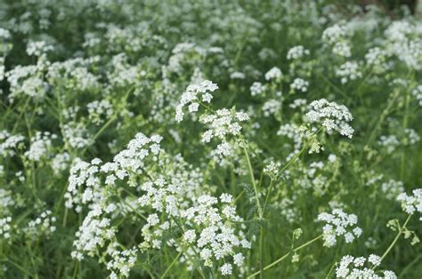 Cow Parsley Cow Parsley Herbs Plants Random Herb Plant Casual