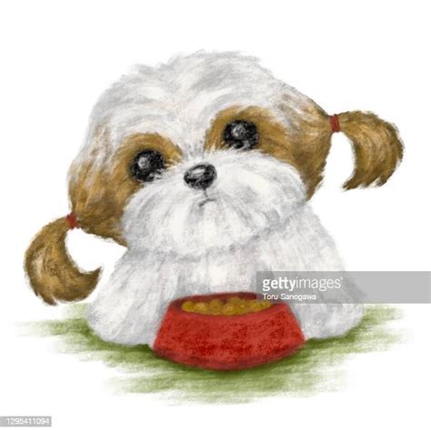 Shih Tzu Illustration Photos And Premium High Res Pictures Getty Images