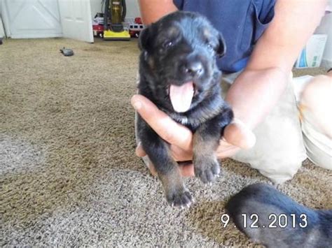 Come see our german shepherd puppies & other puppies for sale today. German Shepherd Puppies for Sale in Dayton, Ohio ...