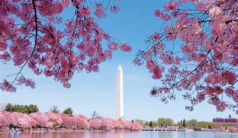 Festival Nacional Del Cherry Blossom En Dc Washington Hispanic