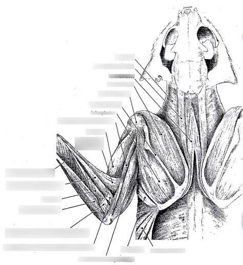 Deep Musculature Of The Dorsal Left Forelimb Of A Cat Diagram Quizlet