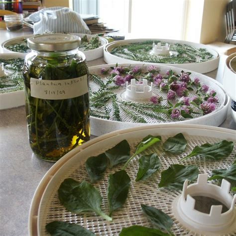 Simple Tips For Harvesting Herbs 3 Easy Ways To Dry Herbs Guest Post