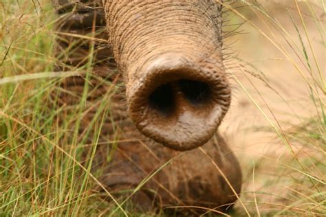 Elephant Nose Trunk Elephant Elephant Trunk Nose