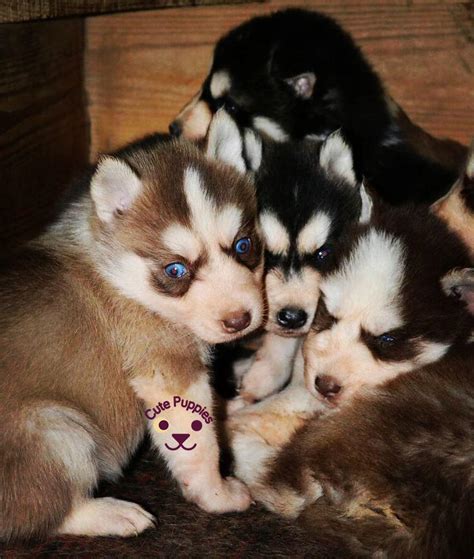Cute Husky Puppies That You Will Love Cute Puppies Now