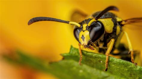 Animal Wasp 4k Hd Animals Wallpapers Hd Wallpapers Id 33674