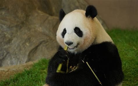 Download Wallpapers Panda Eating Bamboo Wildlife Pandas Bears Cute